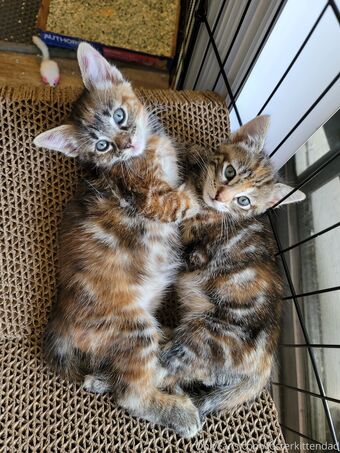 fosterkittendad