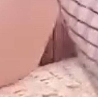 Livibee
